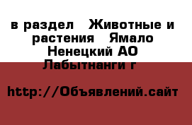  в раздел : Животные и растения . Ямало-Ненецкий АО,Лабытнанги г.